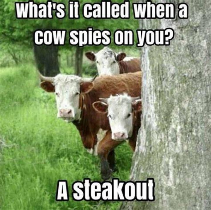 35 Most Funny Cow Meme Pictures And Photos