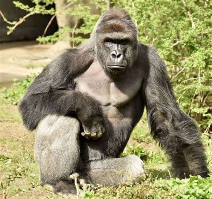 Cincinnati Zoo Gorilla's Mirror Online