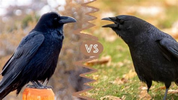 Crow VS Raven r/corvids