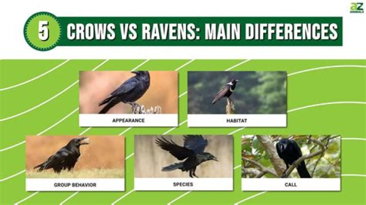 Differences Between Crows and RavensWhat Do You Need to Know About the