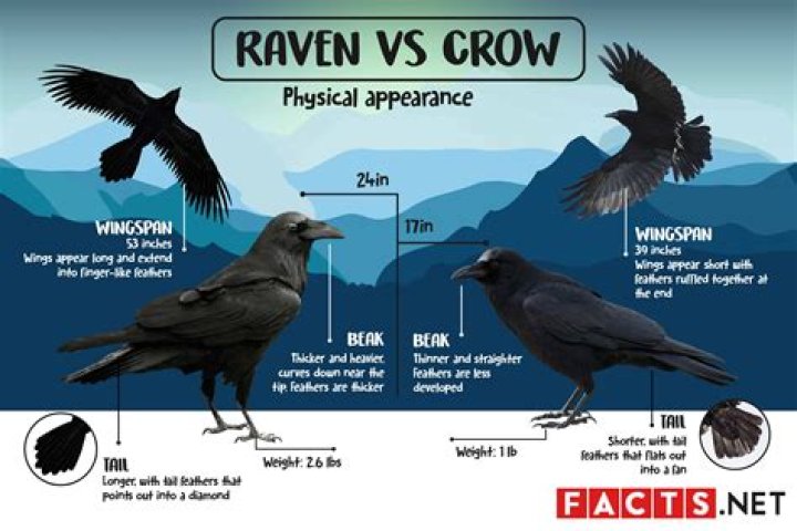 Raven vs Crow What Are The Differences?