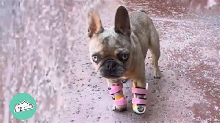 Rescue Frenchie With Splayed Paws Therapy Dog for Kids Cuddle
