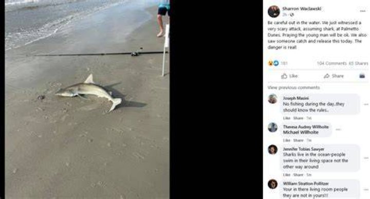 Shark attacks lifeguard on Hilton Head Island 41NBC News WMGTDT