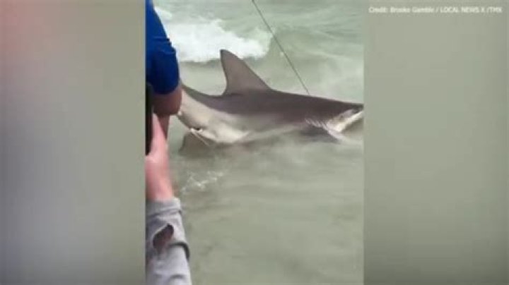Shark Bite Video shows Shore Beach Service responding to victim on